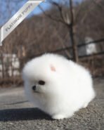 GIOVANNI - MALE (PURCHASED by ASHLYN) - Image 5