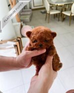 SIENNA - FEMALE (PURCHASED by EMILY) - Image 2