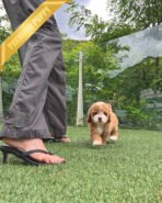 BAMBI - MALE (PURCHASED by RICHARD) - Image 3