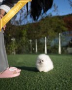 TAYLOR - FEMALE (PURCHASED by JESSICA) - Image 4