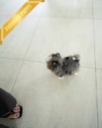 BENTLEY - MALE (PURCHASED by HEATHER) - Image 7