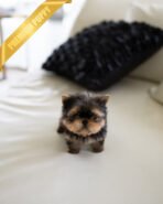 MAGGIE - FEMALE (PURCHASED by KAAT) - Image 2