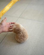 LYRA - FEMALE (PURCHASED by HANA) - Image 6