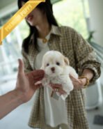 ZEPHYR  - MALE (PURCHASED by RUTH) - Image 4