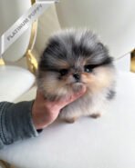 SASHA - FEMALE (PURCHASED by PAUL) - Image 4