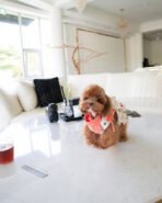 CHANEL - FEMALE (PURCHASED by LISA) - Image 2