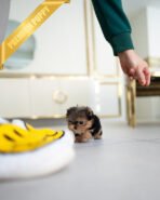 COOPER - MALE (PURCHASED by CHANTA) - Image 6