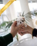 NEW BABIES - FEMALE (PURCHASED by ELISE & CYNTHIA) - Image 4