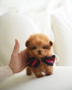 SIMON - MALE (PURCHASED by DEIDRA)