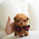 SIMON - MALE (PURCHASED by DEIDRA)