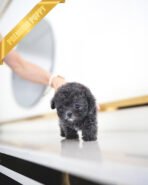 COCO - FEMALE (PURCHASED by ALEX)