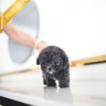 COCO - FEMALE (PURCHASED by ALEX)