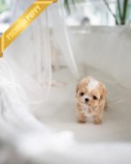 MELINA - FEMALE (PURCHASED by ANT) - Image 3