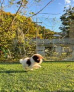 MOCHA - MALE (PURCHASED by AUDREY) - Image 4