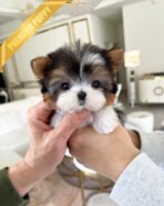 AARON - MALE (PURCHASED by KHOA)