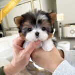 AARON - MALE (PURCHASED by KHOA)