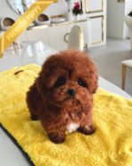 TEDDY - MALE (PURCHASED by LAUREN) - Image 4