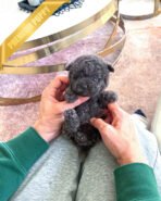 ONYX - MALE (PURCHASED by ANNIE)