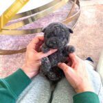 ONYX - MALE (PURCHASED by ANNIE)