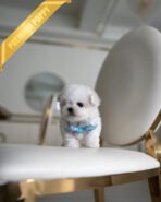 TOBY - MALE (PURCHASED by MARIAN) - Image 3