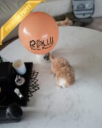 MIA - FEMALE (PURCHASED by RANDY) - Image 4