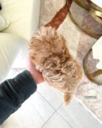 MYLES - MALE (PURCHASED by NOURA) - Image 4