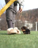 PIPER - MALE (PURCHASED by ELISE) - Image 6