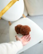 DAPHNE  - FEMALE (PURCHASED by KARLA) - Image 4