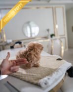 ESME - FEMALE (PURCHASED by LEE) - Image 4