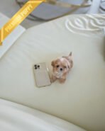 LALA - FEMALE (PURCHASED by KRISTEN) - Image 2