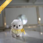 BENTLEY - MALE (PURCHASED by JAMES)