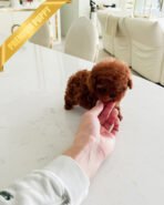 ARLO - MALE (PURCHASED by KIMBERLY) - Image 3