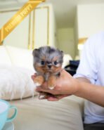 PEBBLES - FEMALE (PURCHASED by MARIA) - Image 2