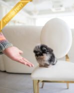 THEO - MALE (PURCHASED by MARIANO) - Image 4