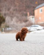 JENNIE - FEMALE (PURCHASED by TESSA) - Image 4