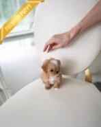 CAMILLE - FEMALE (PURCHASED by BONNIE) - Image 3