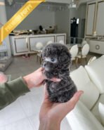 ZELDA - FEMALE (PURCHASED by BAHAR)