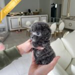 ZELDA - FEMALE (PURCHASED by BAHAR)