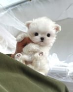 GRACE - FEMALE (PURCHASED by KATHARINE)