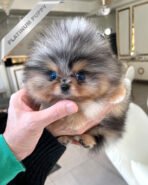 OSCAR - MALE (PURCHASED by ANDREA)