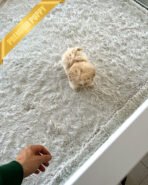 BUSTER - MALE (PURCHASED by NA) - Image 4