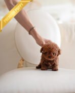 OLIVER - MALE (PURCHASED by DEBORA) - Image 2