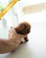 ZIGGY - MALE (PURCHASED by JUSTINA) - Image 3