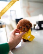 MONTY - MALE (PURCHASED by JUSTINA)