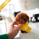 MONTY - MALE (PURCHASED by JUSTINA)