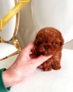 AMELIE - FEMALE (PURCHASED by JOE) - Image 4