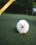 TAYLOR - MALE (PURCHASED by NICOLE) - Image 2