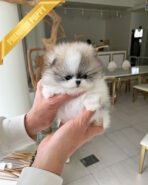 MARLENE - FEMALE (PURCHASED by ALEXANDRE) - Image 2