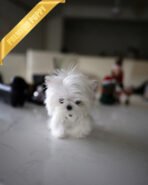 VALENTINA - FEMALE (PURCHASED by ANONYMOUS)