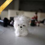 VALENTINA - FEMALE (PURCHASED by ANONYMOUS)